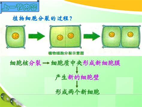 冀教版七年生物细胞分化形成组织多细胞生物体课件word文档在线阅读与下载无忧文档