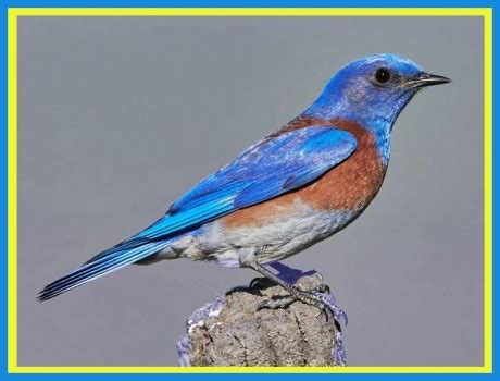 Solve Western Bluebird Jigsaw Puzzle Online With Pieces