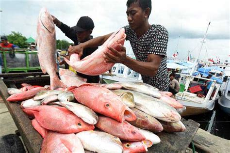 hasil tangkapan ikan nelayan garut melimpah  musim kemarau