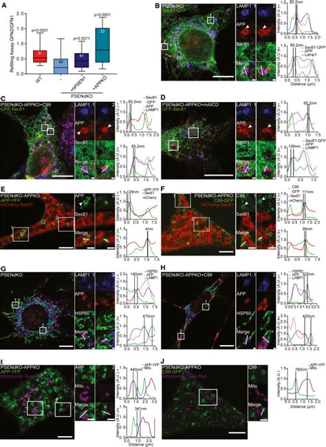 Accumulation Of App C Terminal Fragments Causes Endolysosomal