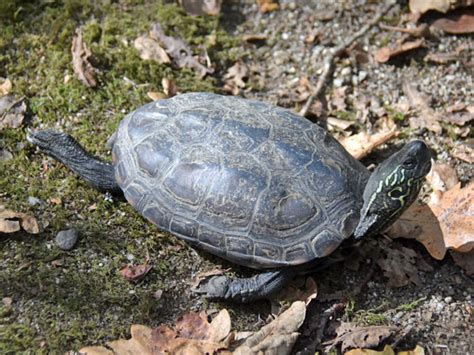 Mauremys Reevesii Chinese Three Keeled Pond Turtle In Parque