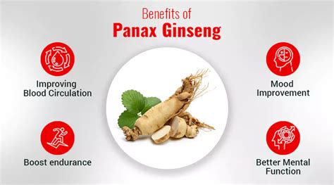 Health Benefits Of Panax Ginseng Can It Help Sexually