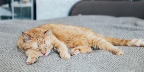 alasan kucing mengabaikan pemiliknya