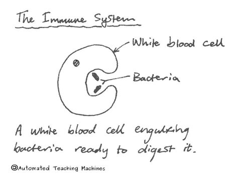 The Immune System