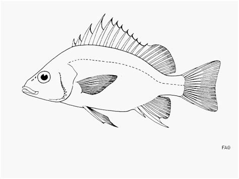 Tilapia Drawing at GetDrawings.com | Free for personal use Tilapia Drawing of your choice