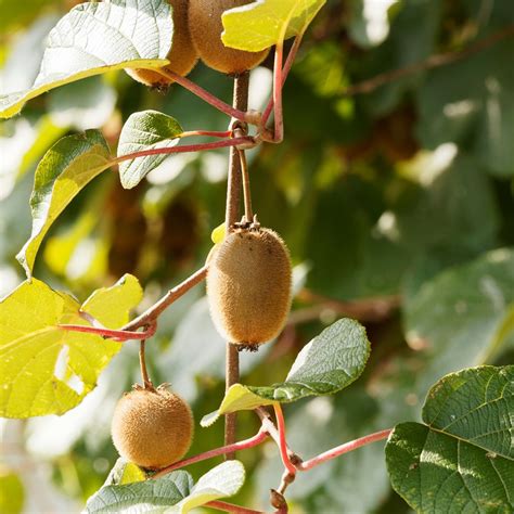 Kiwi Petite Homme femelle Actinidia deliciosa Variété à gros