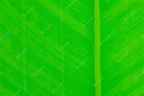 Premium Photo Tropical Leaf Texture Nature Green Background