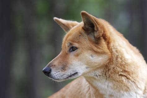 Show Me A Picture Of An Australian Dingo Dog Picturemeta