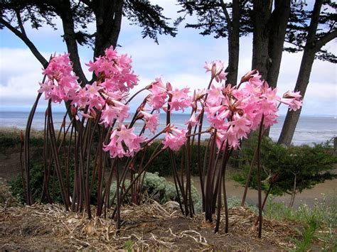 Pin On Wedding Flower Ideas