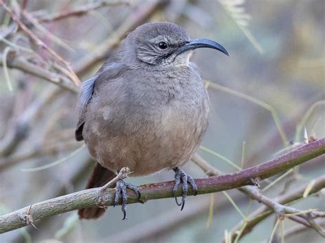 California Thrasher - eBird