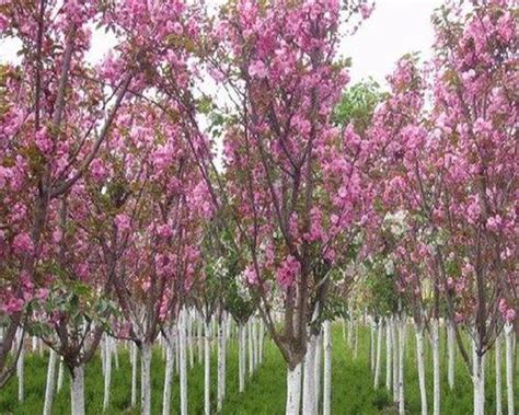 如何选择最适合种植的海棠树品种（从九重海棠到湖南海棠，探索最优品种） 植物大全 花儿网