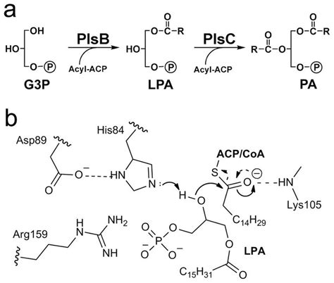 Chemical Reactions Involving LPA Acyltransferase PlsC A Pathway For