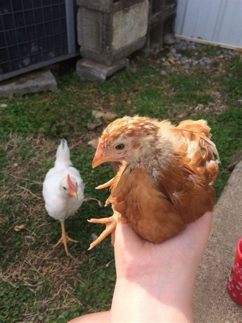 Hen Or Rooster Isa Brown 4 Weeks Old Backyard Chickens Learn How