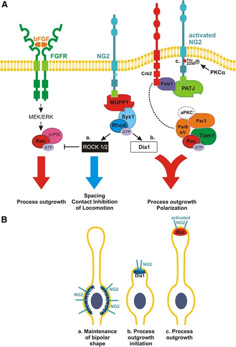 Model Of Ng Regulation Of Rho Gtpases Signaling Pathways Regulated By