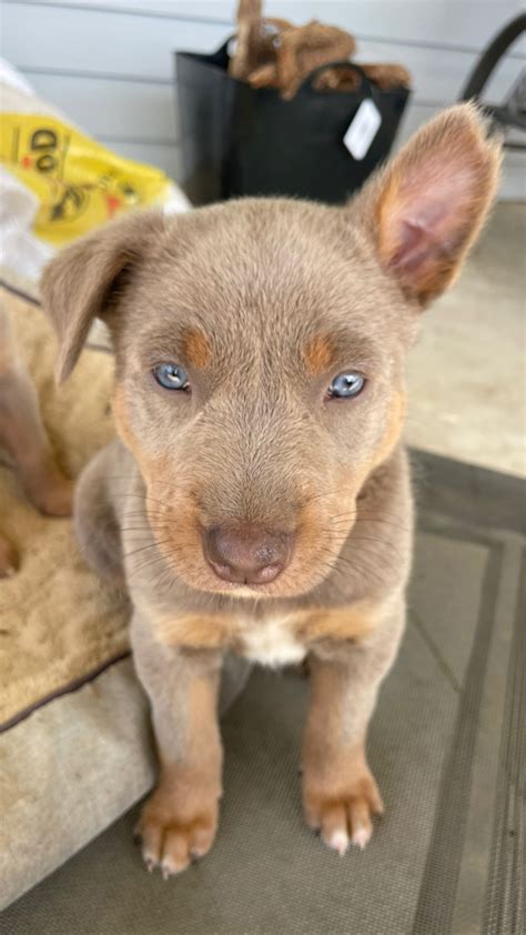 Australian Kelpie - Maroota - PetsForHomes