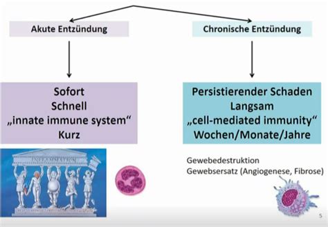 Pathologie 3 Entzündung 1 Themenblock Zelle Flashcards Quizlet