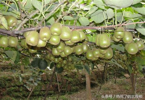 四川廣元蒼溪特產紅心獼猴桃 每日頭條