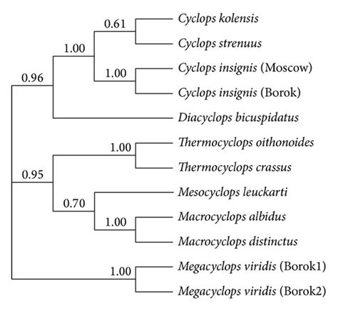 Phylogenetic Relationships Of Cyclopidae Based On Its1 And Its2 Download Scientific Diagram