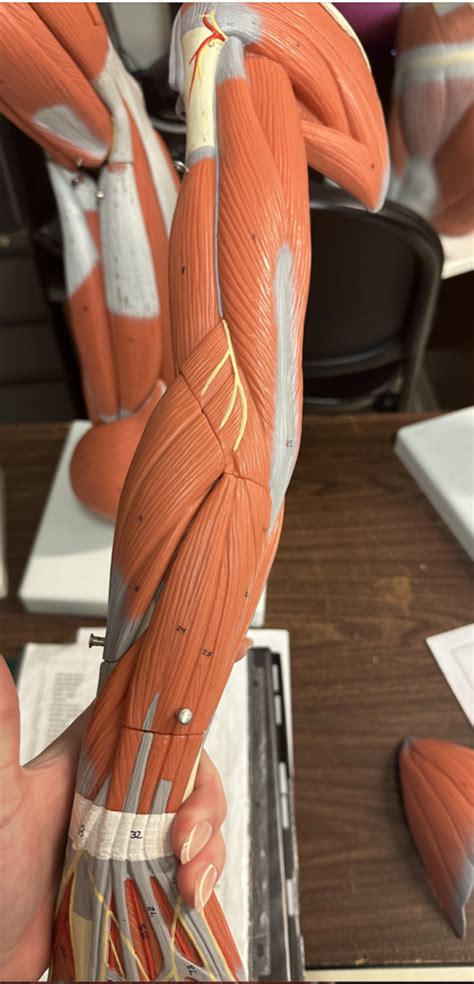 Posterior Arm Muscles Diagram Quizlet