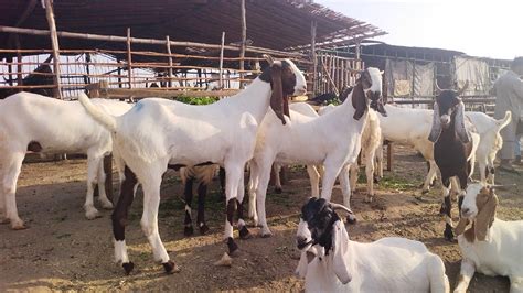 Makhi Chena Khasi Bakre Sindhi Bakre Katu Maal Lahore Bakra Mandi