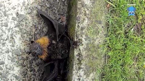 Rescuing A Flying Fox In A Gutter This Is Dixon Youtube