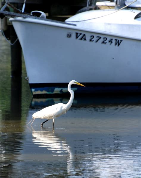 Life is a lot like Ronald Reagan: Chesapeake Bay Wildlife