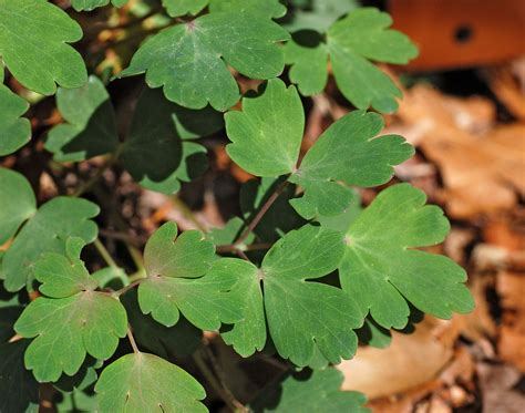 Aquilegia Canadensis Canadian Columbine Columbine Eastern Columbine Eastern Red Columbine