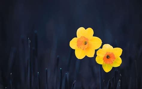 Daffodils Wallpaper