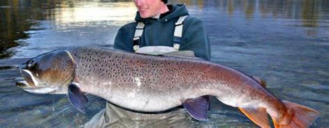 Los Peces De Agua Dulce Y Salada Más Grandes Del Mundo