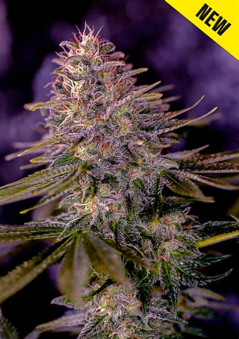 Best Purple Haze Seeds - Growing Indoor & Outdoor - Feminized