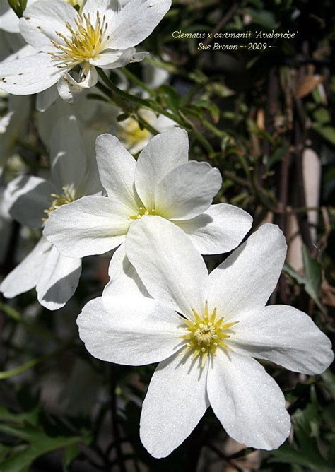 Plantfiles Pictures Clematis Forsteri Clematis Early Small Flowered Evergreen Clematis