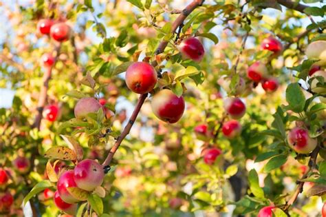 Premium Photo Apples Red Ripe Fruits On Branch Sky Background Apples