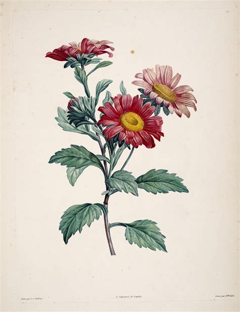 Book of the Week: Botanical Illustrations – Biodiversity Heritage Library