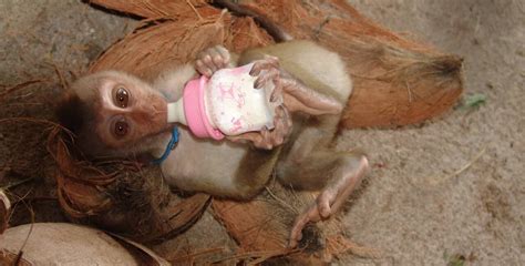 Baby Pigtail Macaque