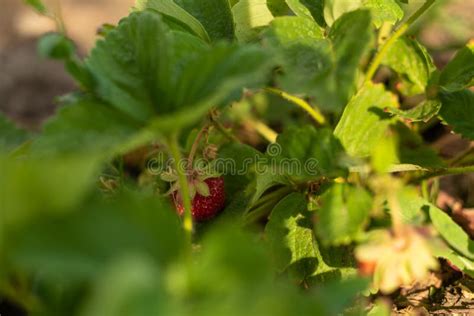 Erdbeerbusch Im Garten Sonnenlicht Reisbeeren Und Blattwerk