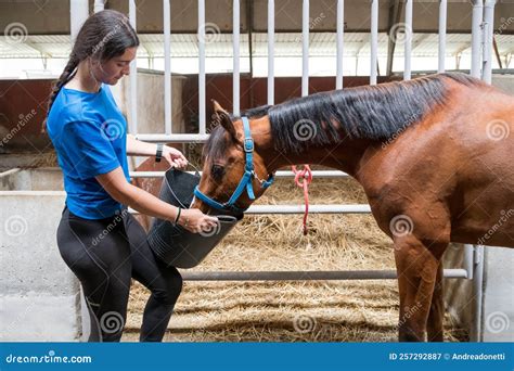 Woman Feeding Horse Near Stall Stock Image Image Of Loyal Breed