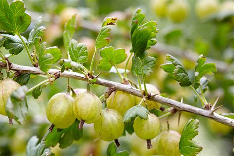 Pruning Fruit Bushes, Canes and Vines: A Beginner’s Guide – Roots Plants