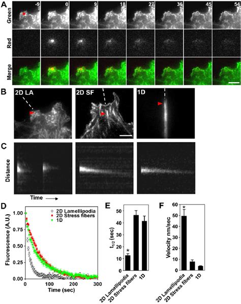 Actin Retrograde Flow In 1d Versus 2d Conditions A Photoconversion