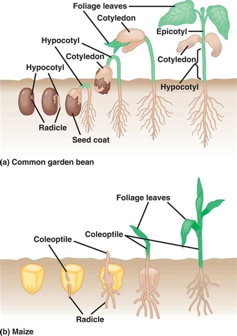 Breaking Down Bean Seed Germination A Visual Guide