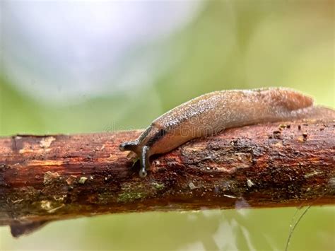 Naked Snail Stock Image Image Of Crawling Shell Shiny 327933125