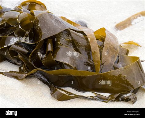 Kelp Seaweed High Resolution Stock Photography And Images Alamy