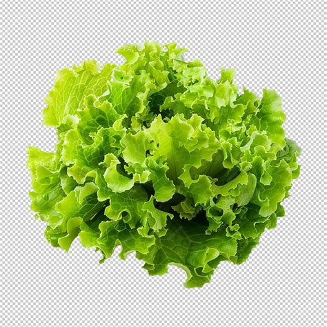 Premium Psd Lettuce Leaves Isolated On Alpha Layer