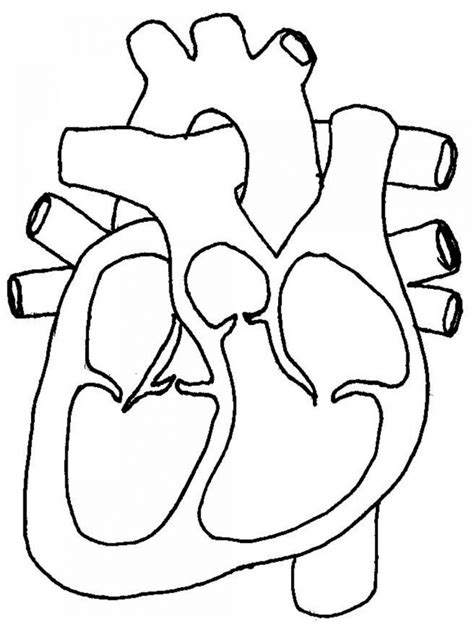 Human Heart Simple Diagram