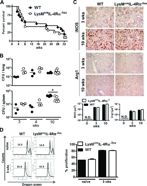 Similar Mortality Inflammation Bacterial Burden Arg1inos Expression