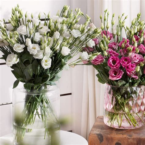 Inspiration Lisianthus The Special Flower Sakata Ornamentals Emea