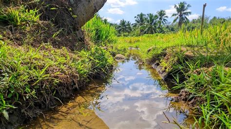 Premium Photo Irrigation Water In Rice Fields