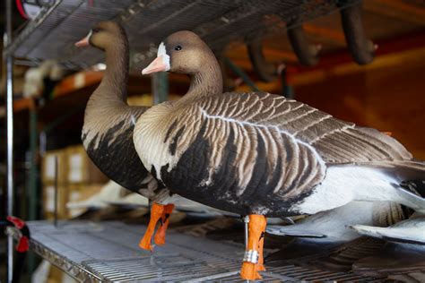 Img Dave Smith Decoys Flickr