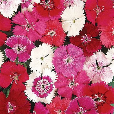 Dianthus Ideal Select Mix F1 Seed Harris Seeds