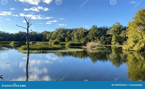 Beautiful Florida wetland stock image. Image of beautiful - 269050369