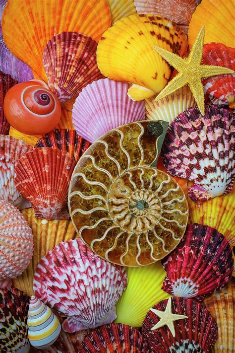 Fossilized Nautilus Shell And Seashells Photograph By Garry Gay Fine